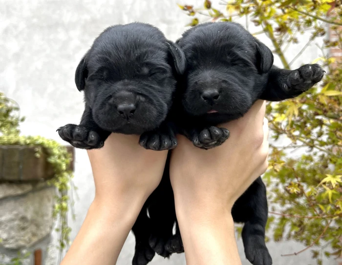 Cucciolata Labrador 26 Settembre 2025