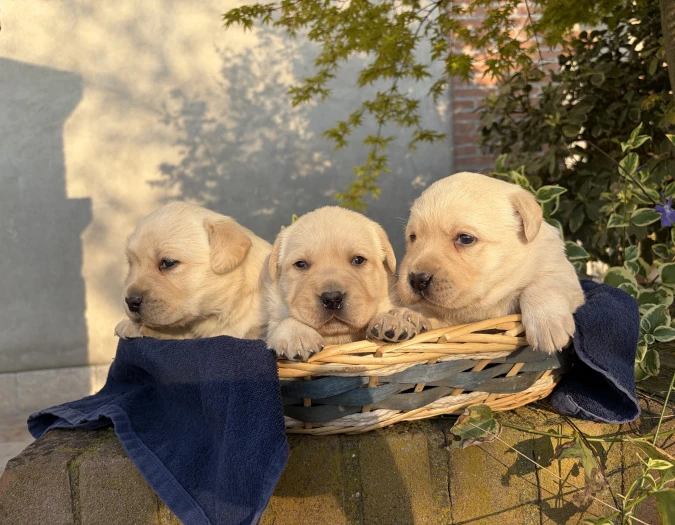 Cucciolata Labrador 23 febbraio 2026