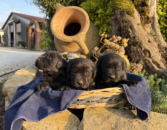Cucciolata Labrador 20 febbraio 2026