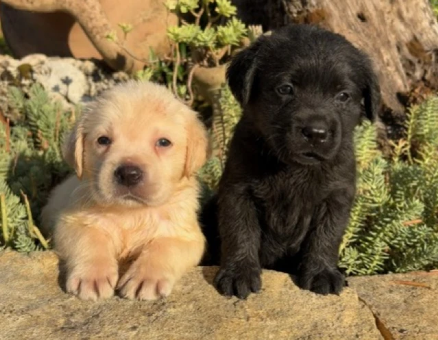 Cucciolata Labrador 3 giugno 2026