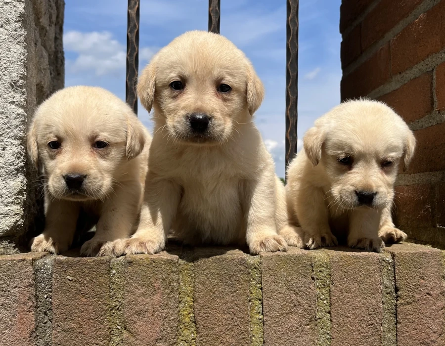 Cucciolata Labrador 20 marzo 2024