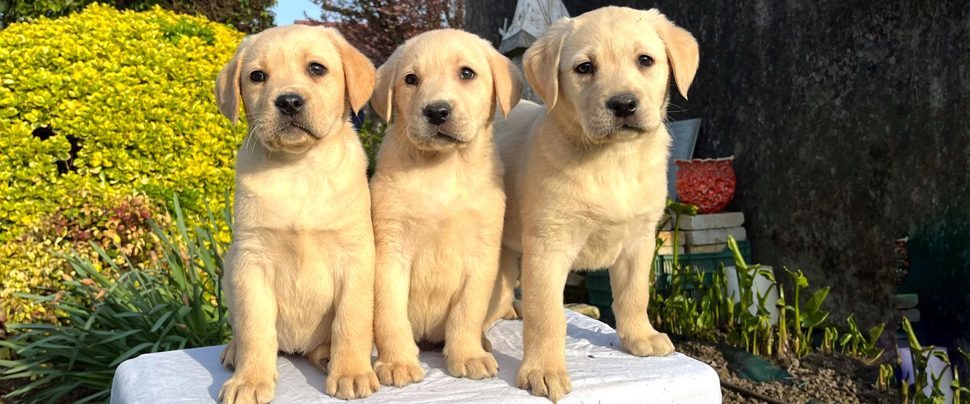 Allevamento Labrador Retriever